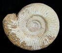 Huge Inch Perisphinctes Ammonite #3752-1